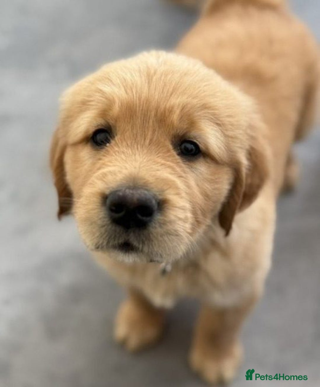 Golden Retriever dogs for sale: Purebred Golden Retriever Puppies - Image 2