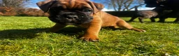 Boxer dogs for sale: Beautiful boxer puppies  in Melrose - Advert 8