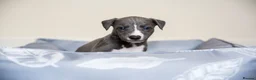 Whippet dogs for sale: KC Reg Whippet Pups-Heart Tested Clear Parents - Advert 29