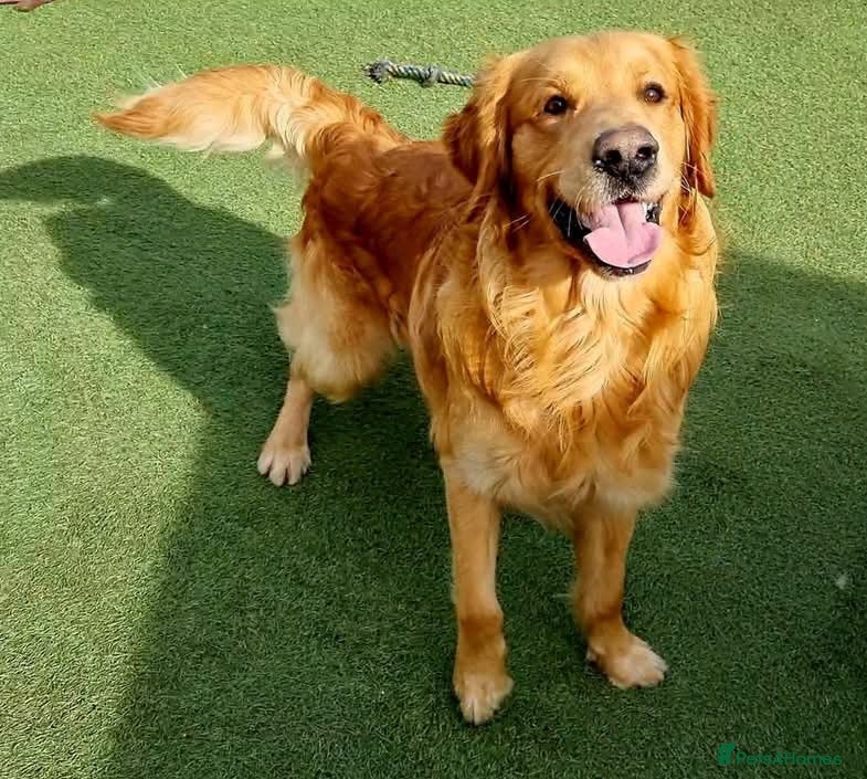Golden Retriever dogs Beautiful Golden Retriever available for Stud in Wrexham - Advert 17