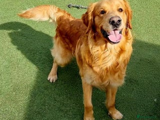 Golden Retriever dogs in Wrexham - Advert 6