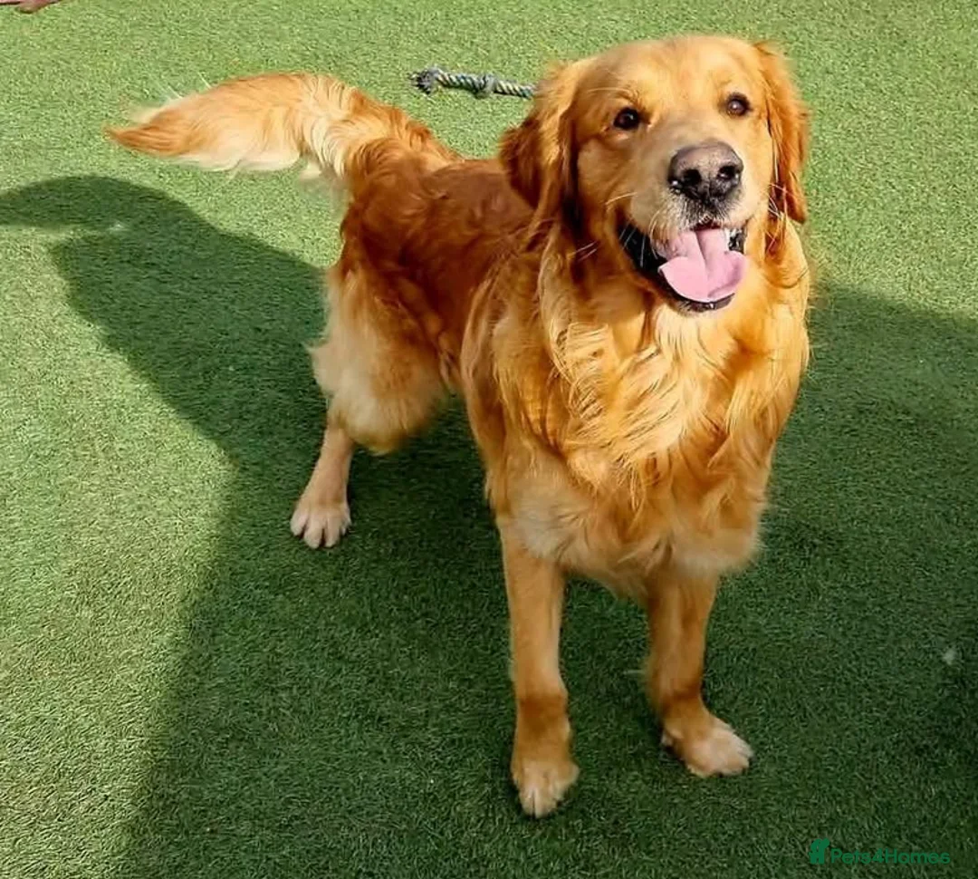 Golden Retriever dogs for stud: Beautiful Golden Retriever available for Stud in Wrexham - Advert 1