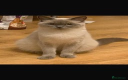 British Shorthair cats for sale: British short hair - lilac - 12 weeks old  - Image 5