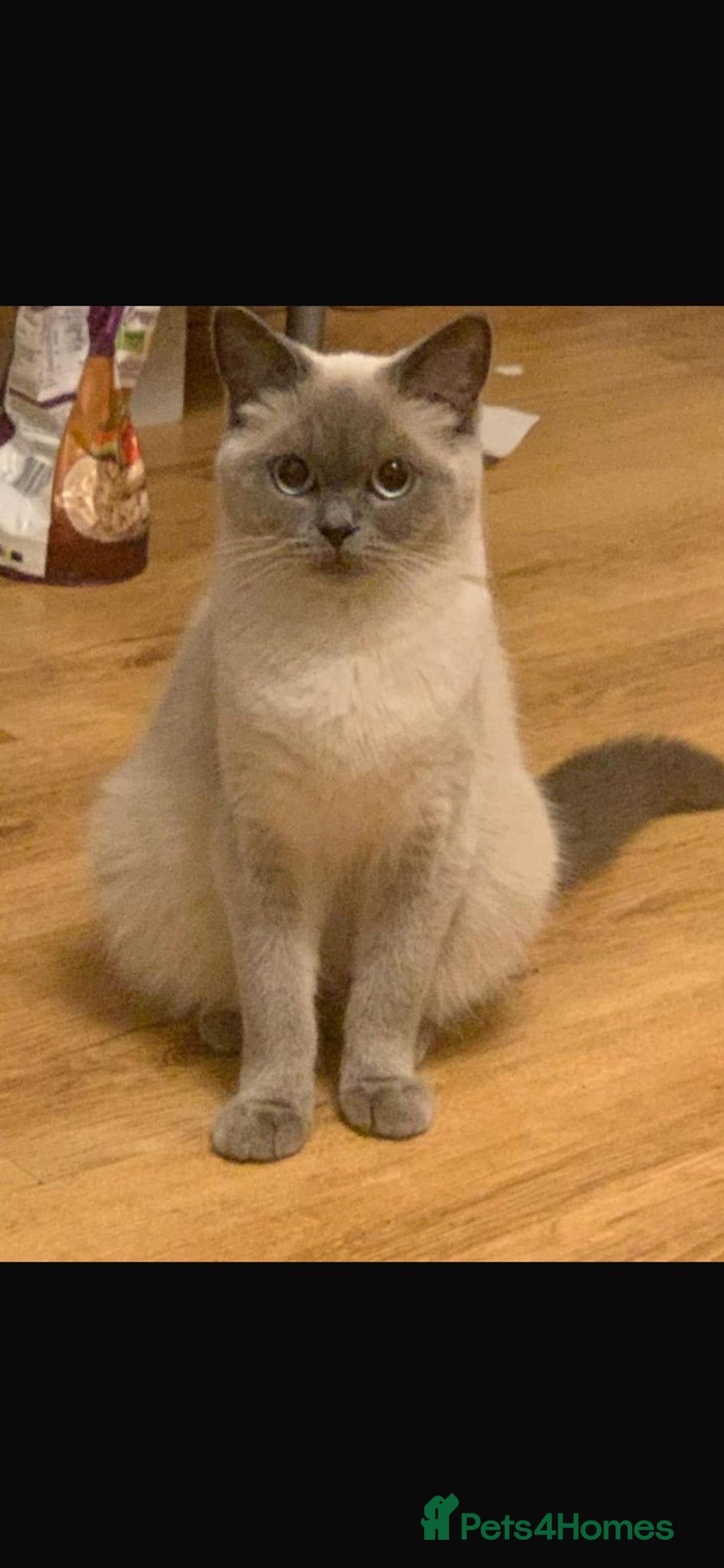 British Shorthair cats for sale: British short hair - lilac - 12 weeks old  - Image 5