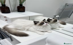 Ragdoll cats for sale: RARE TICA ENTIRE MALE SEAL POINT BICOL CHAMP BLOOD - Image 12