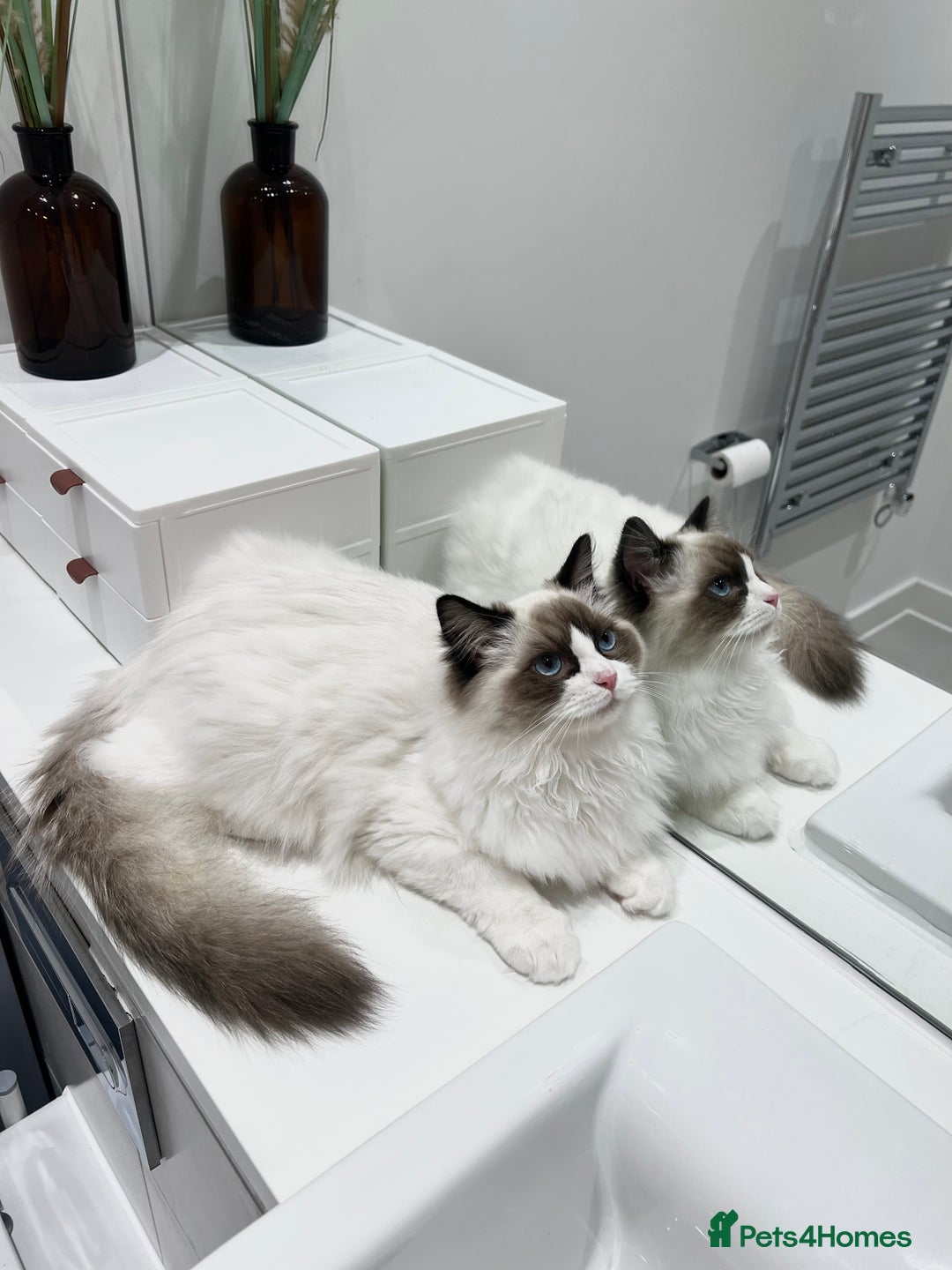 Ragdoll cats for sale: RARE TICA ENTIRE MALE SEAL POINT BICOL CHAMP BLOOD - Image 12