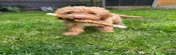 Cockapoo dogs for sale: Honey 🍯 in Stafford - Advert 1