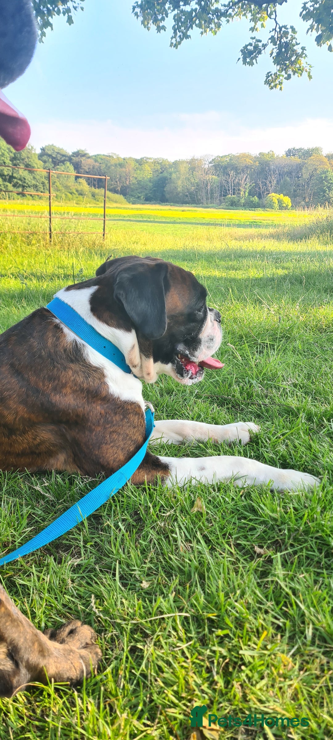 Boxer dogs for stud: New UK. Boxer Champion Bloodlines   - Image 4