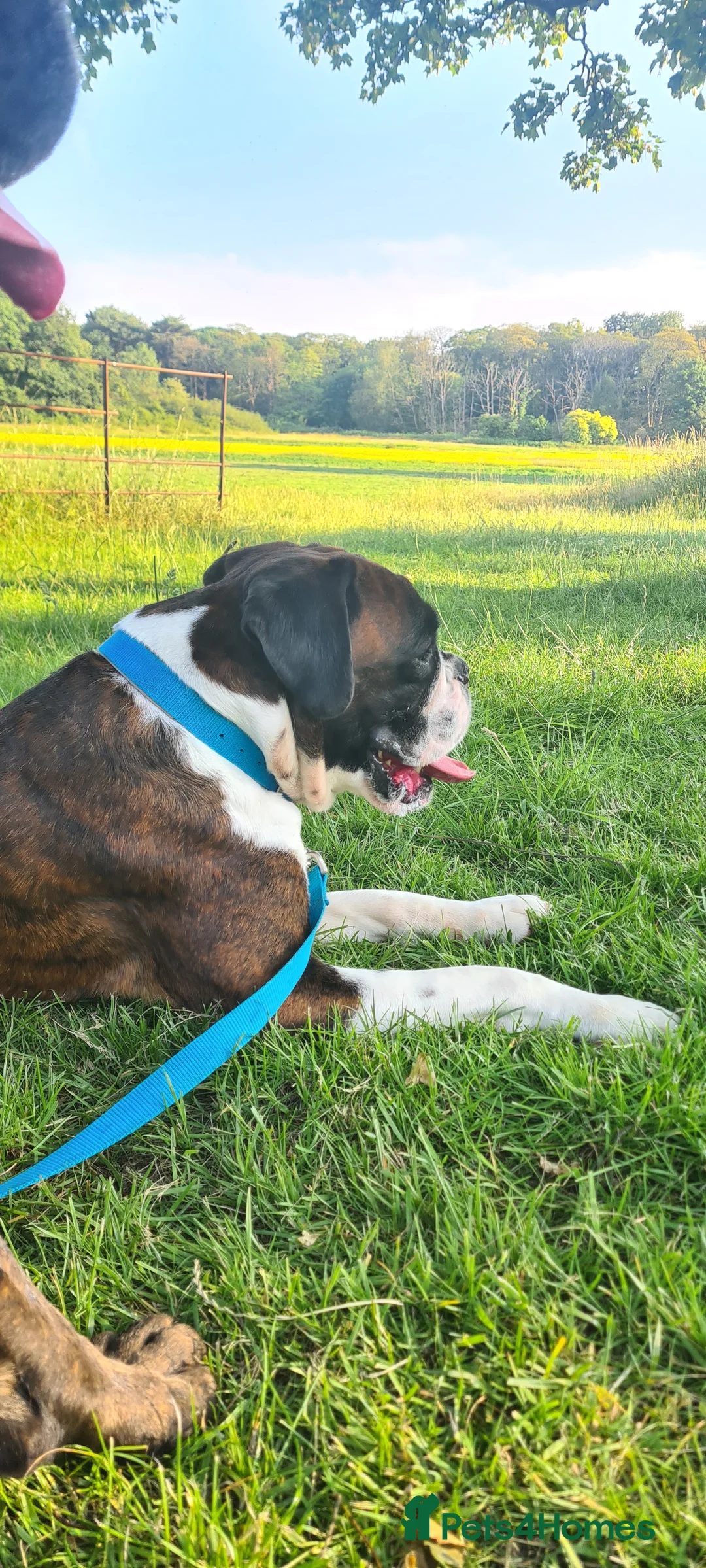 Boxer dogs for stud: New UK. Boxer Champion Bloodlines   - Advert 3