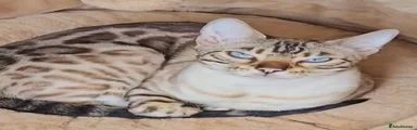 Bengal 1