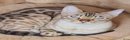 Bengal cats for sale: Pure breed bengal cat  - Advert 5