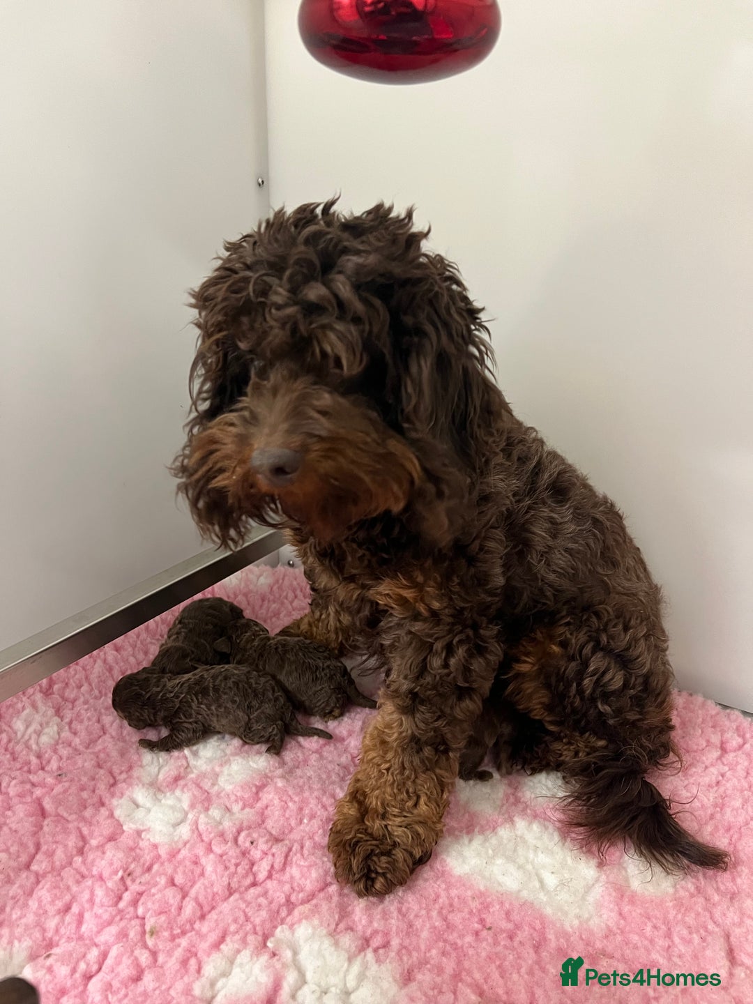Cockapoo dogs for sale: ** Stunning, healthy, boys ** - Advert 11