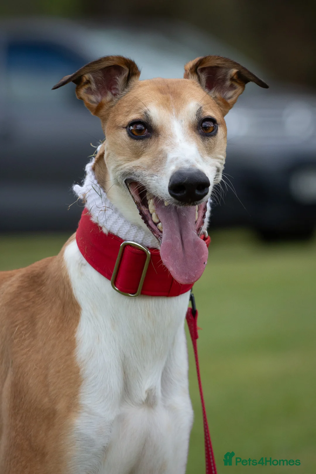 Lurcher dogs for stud: Blaze  in South Molton - Advert 2