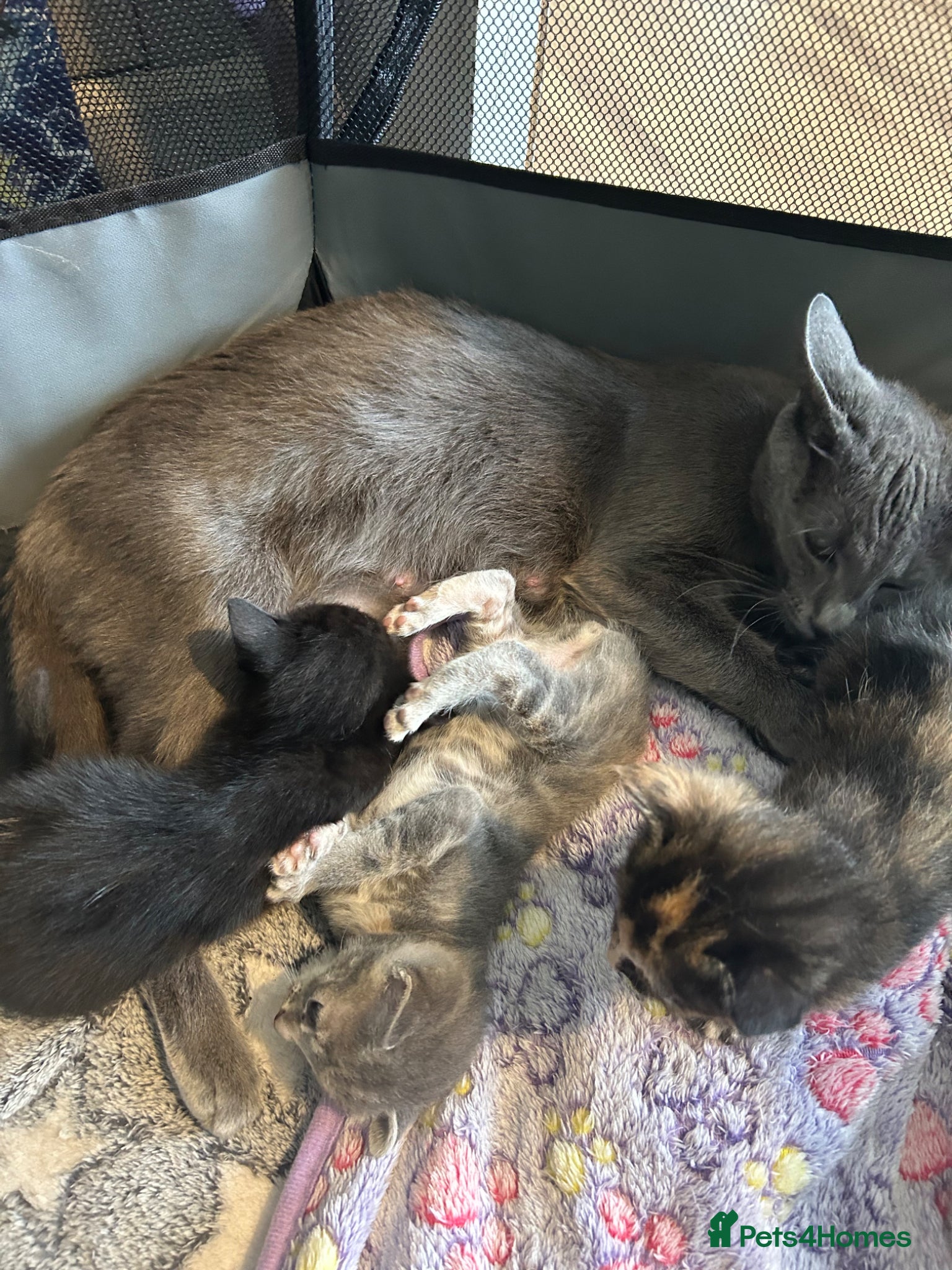 Mixed Breed cats for sale: Gorgeous female grey tabby! - Advert 3