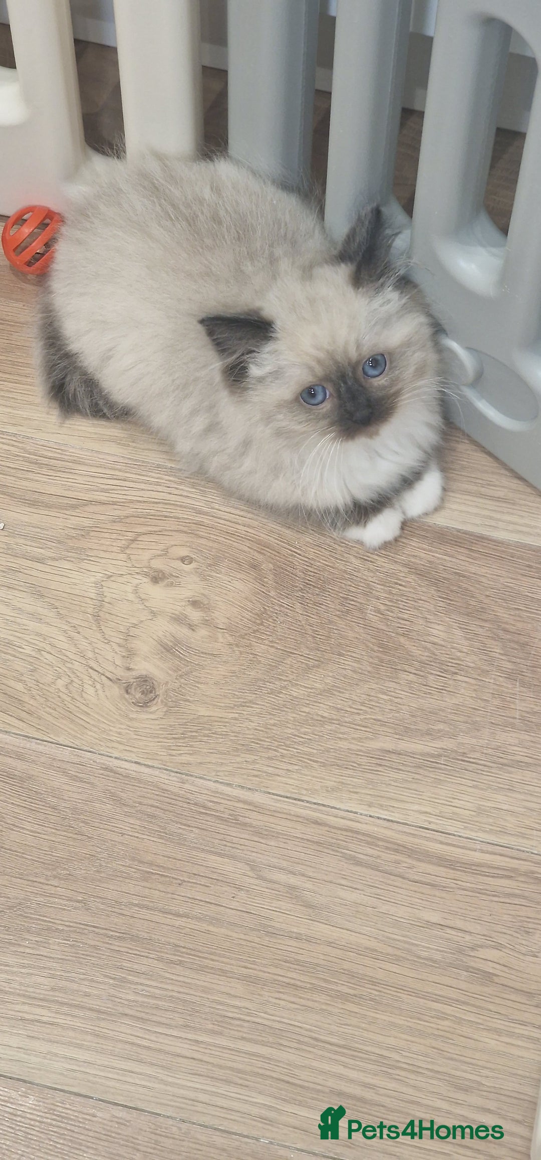 Ragdoll cats for sale: Ragdoll kittens ready now - Advert 14