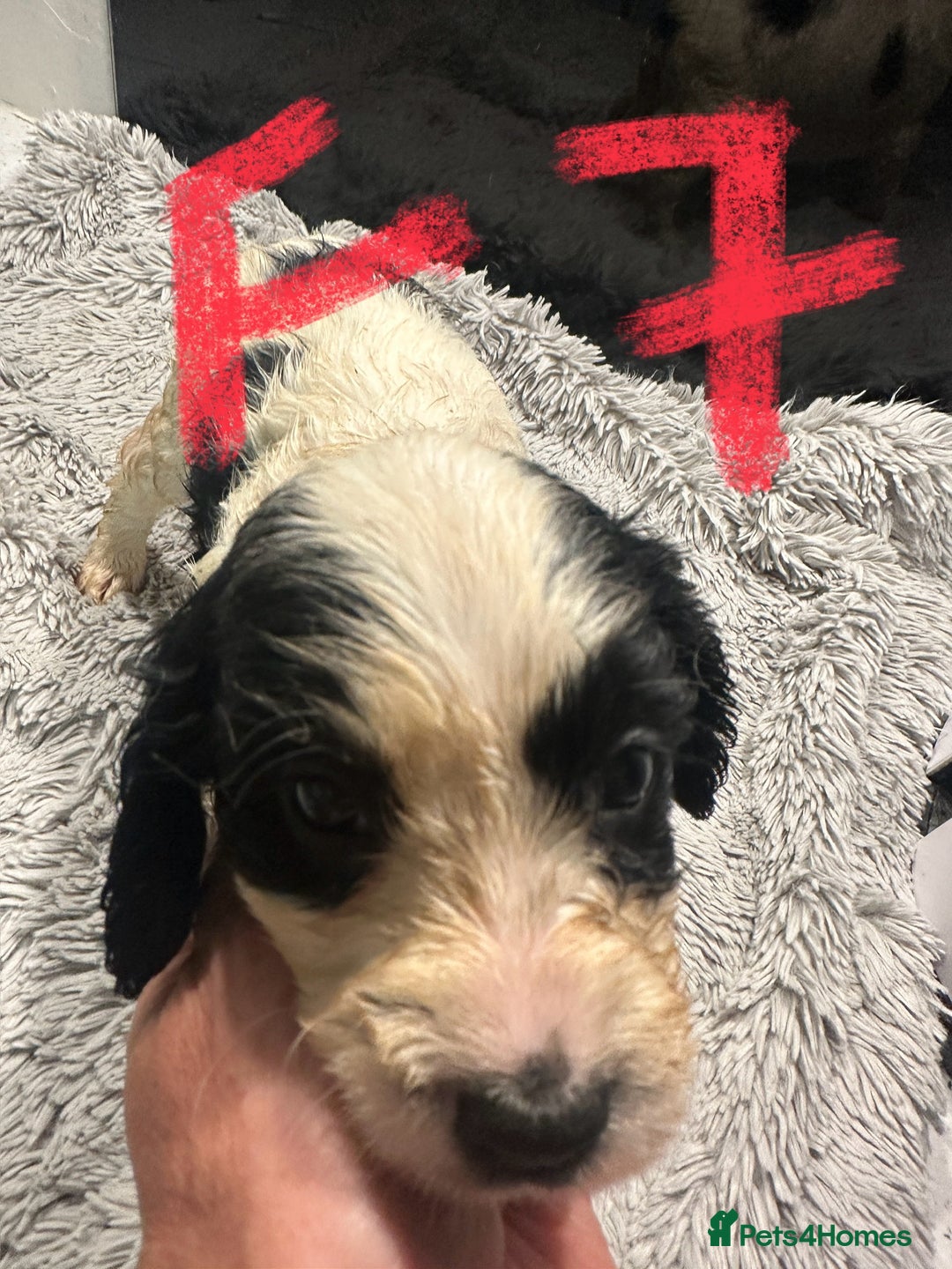Mixed Breed dogs for sale: Cocker Spaniel x Cavapoo puppies available  - Image 10