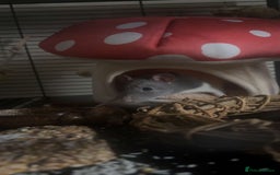 Rat rodents for sale: 2 rats for sale  - Image 5