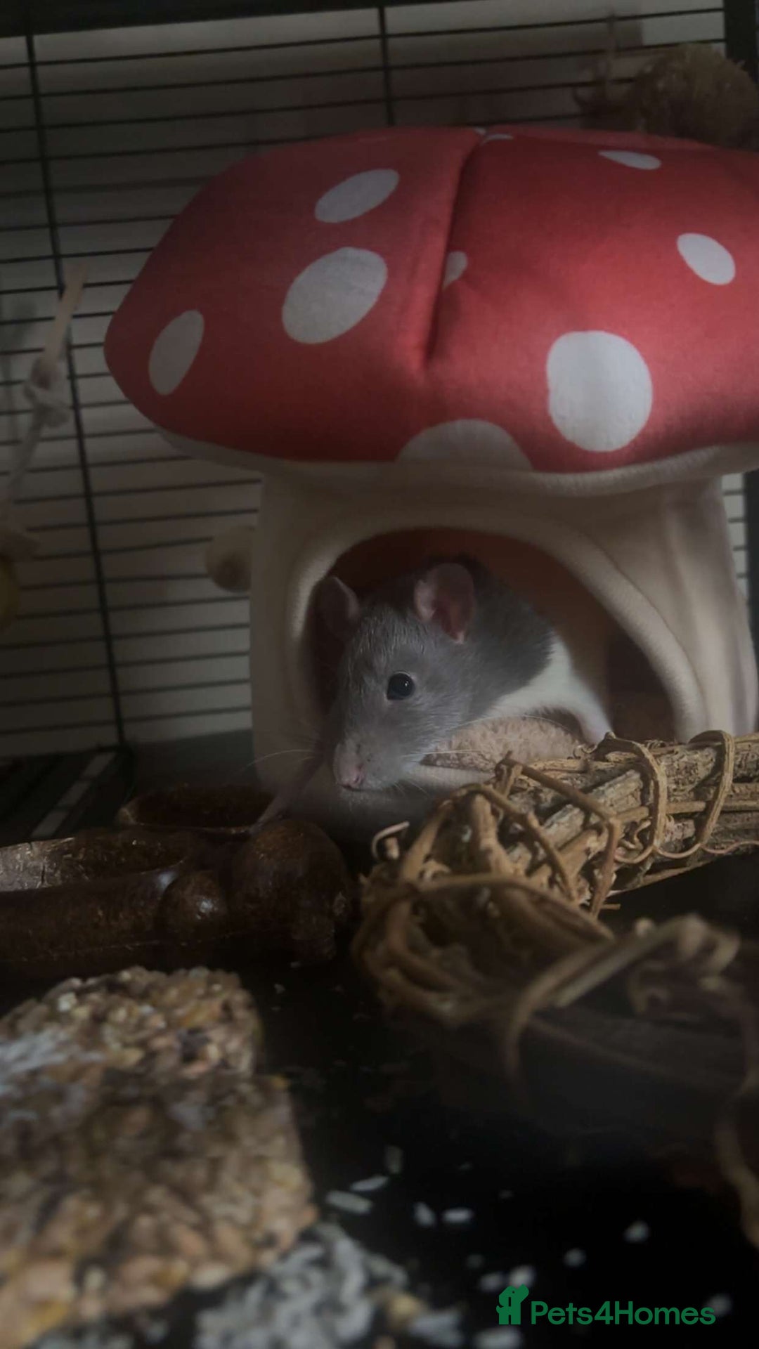 Rat rodents for sale: 2 rats for sale  - Image 5