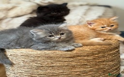 Persian cats for sale: 🐾 Curly-Haired Persian Kittens  - Image 1