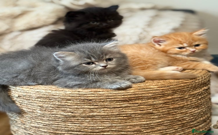 Persian cats for sale - Advert 2