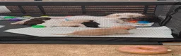 Mixed Breed dogs for sale: Beautiful Cockerpoo Puppies - Advert 6