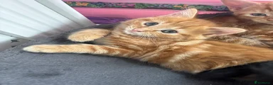 Mixed Breed Kitten 2