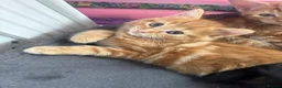 Mixed Breed cats for sale: 4 beautiful kittens for sale mixed breed - Advert 11