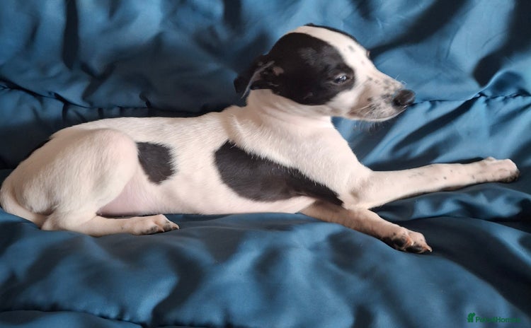 Whippet dogs - Advert 7
