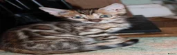 Bengal cats for sale: One Brown Rosette Male Bengal Left! - Advert 35