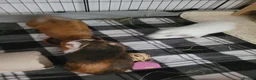 Guinea Pig rodents for sale: 2 male and 3 female guinea pigs in Coalville - Advert 8