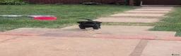 Labrador Retriever dogs for sale: 2 boys left - Stunning KC Reg Black Lab puppies - Advert 3