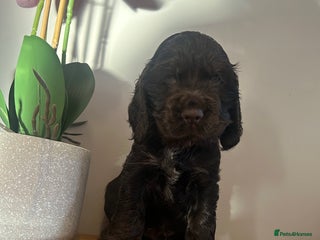 Cocker Spaniel dogs Last boy stunning show cocker spaniel puppies - Advert 2