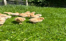 Chickens poultry for sale: Day old pure breed chicks  - Image 8