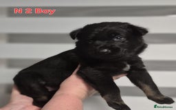 German Shepherd dogs for sale: German Shepherd puppies  - Advert 6