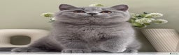 British Shorthair cats for sale: Gorgeous Quality British Kittens - Advert 6