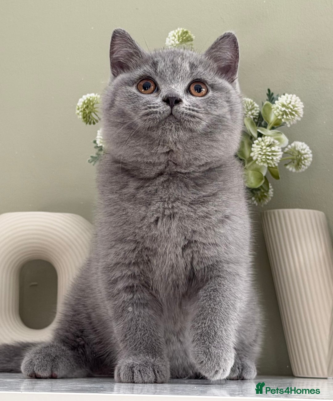British Shorthair cats for sale: Gorgeous Quality British Kittens - Advert 6