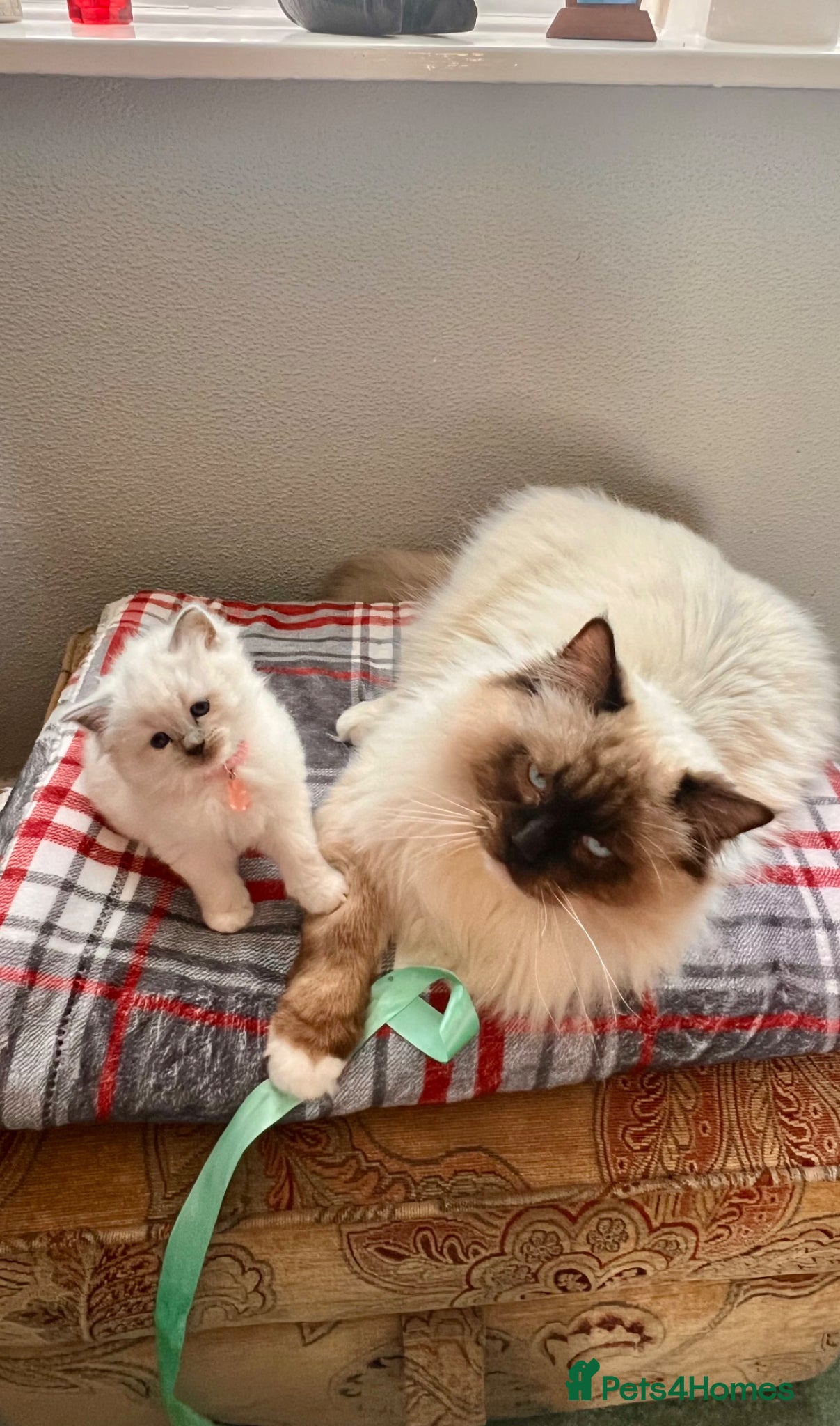 Ragdoll cats Litter of 6 ragdoll kittens - Advert 5