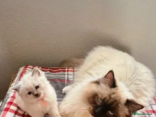 Ragdoll cats Litter of 6 ragdoll kittens - Advert 5