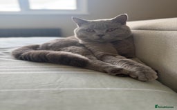 British Shorthair cats for sale: British short hair kittens  - Image 18