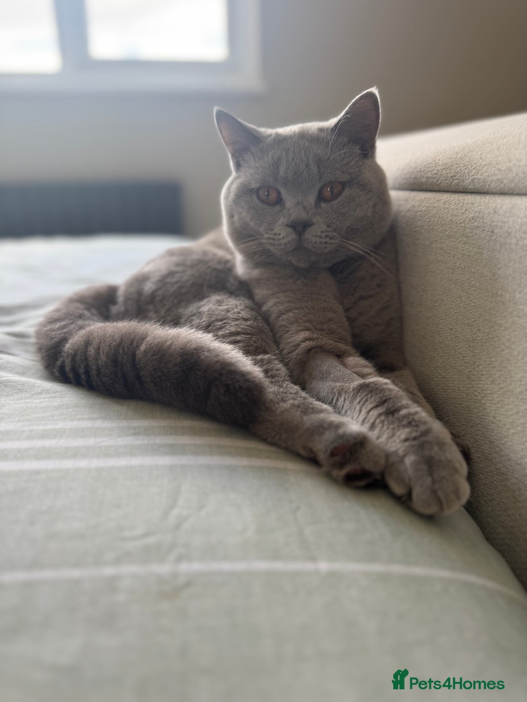 British Shorthair cats for sale: British short hair kittens  - Image 18
