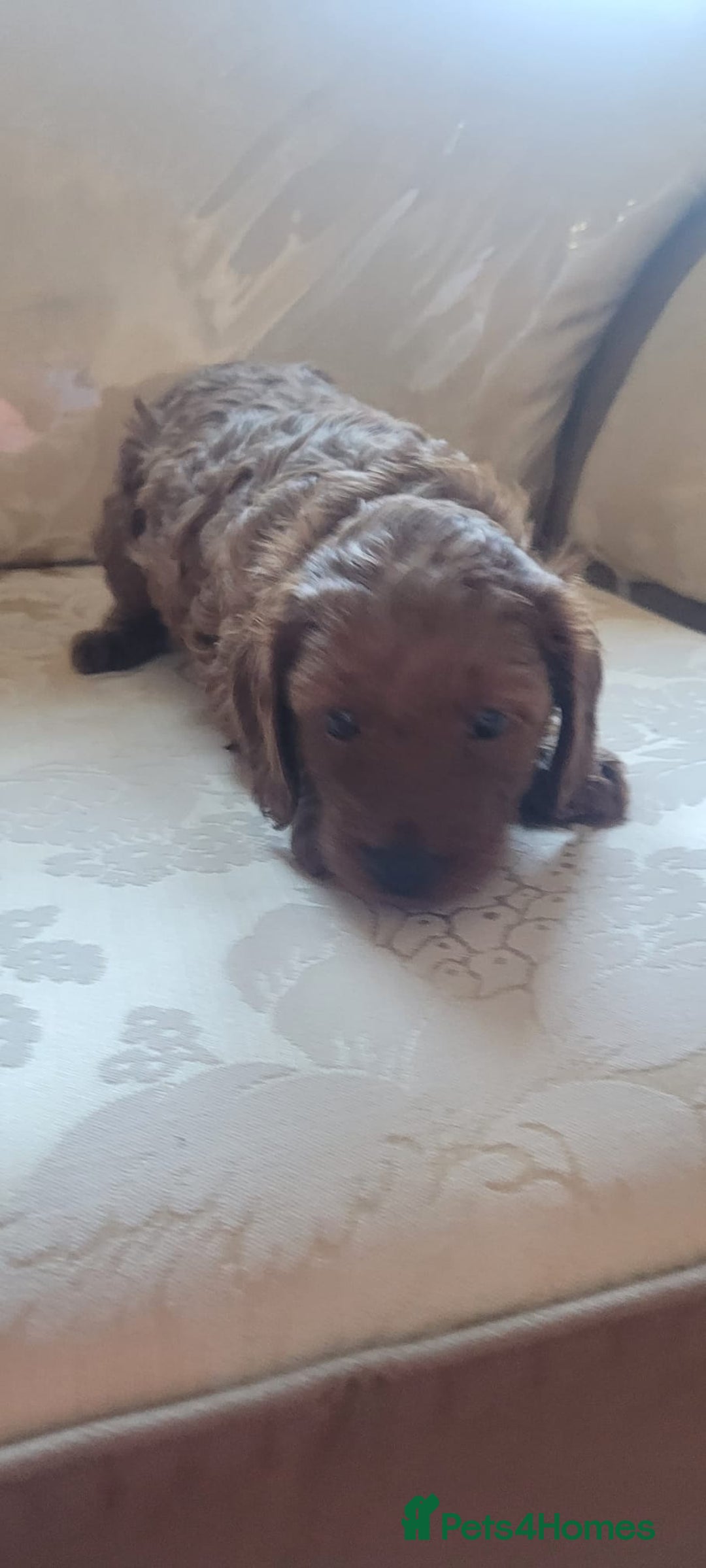 Cockapoo dogs for sale: 2nd generation cockapoo pups - Image 4