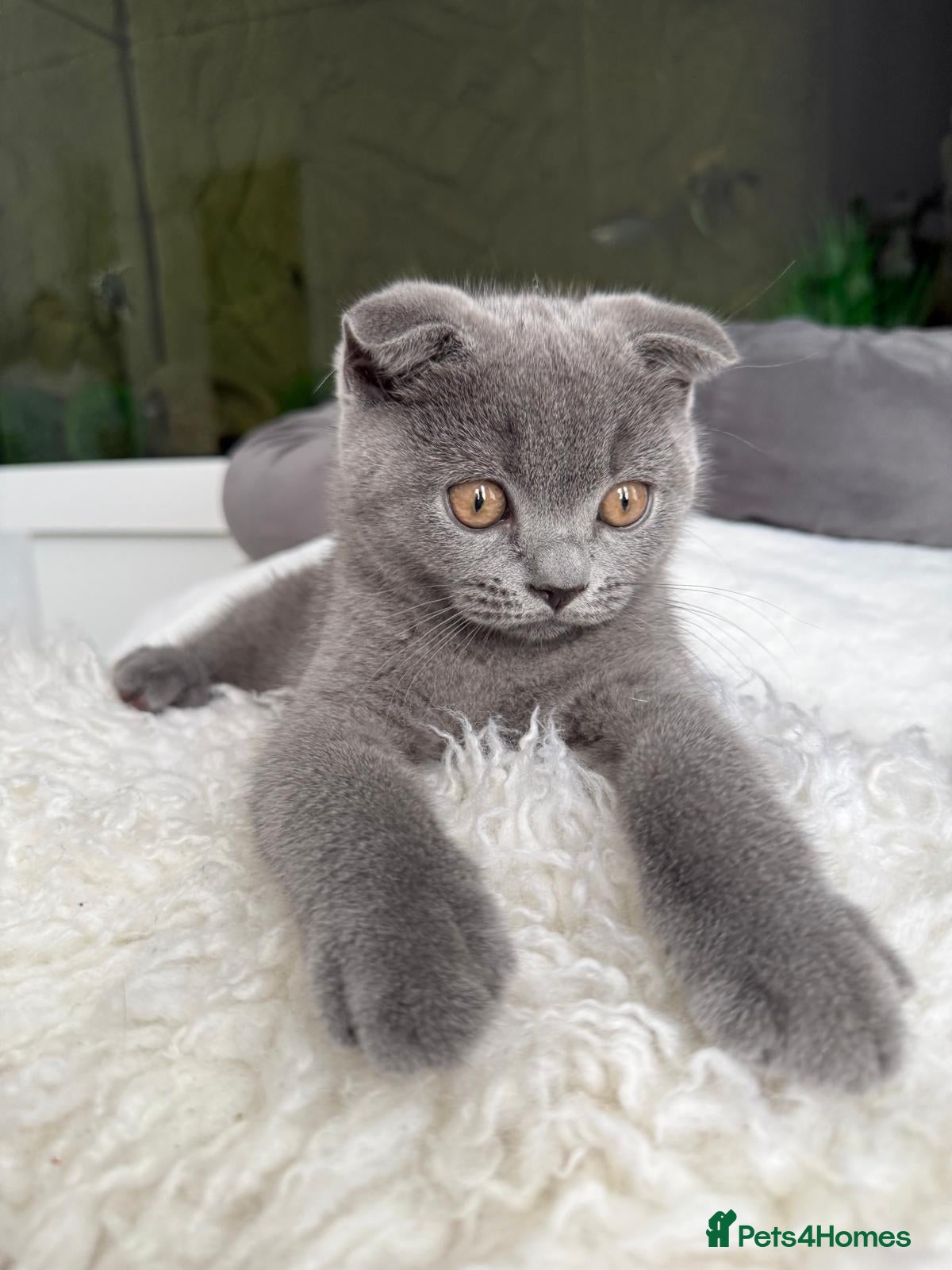Scottish Fold cats READY TO LEAVE NOW! Last Scottish Fold Male - Advert 2
