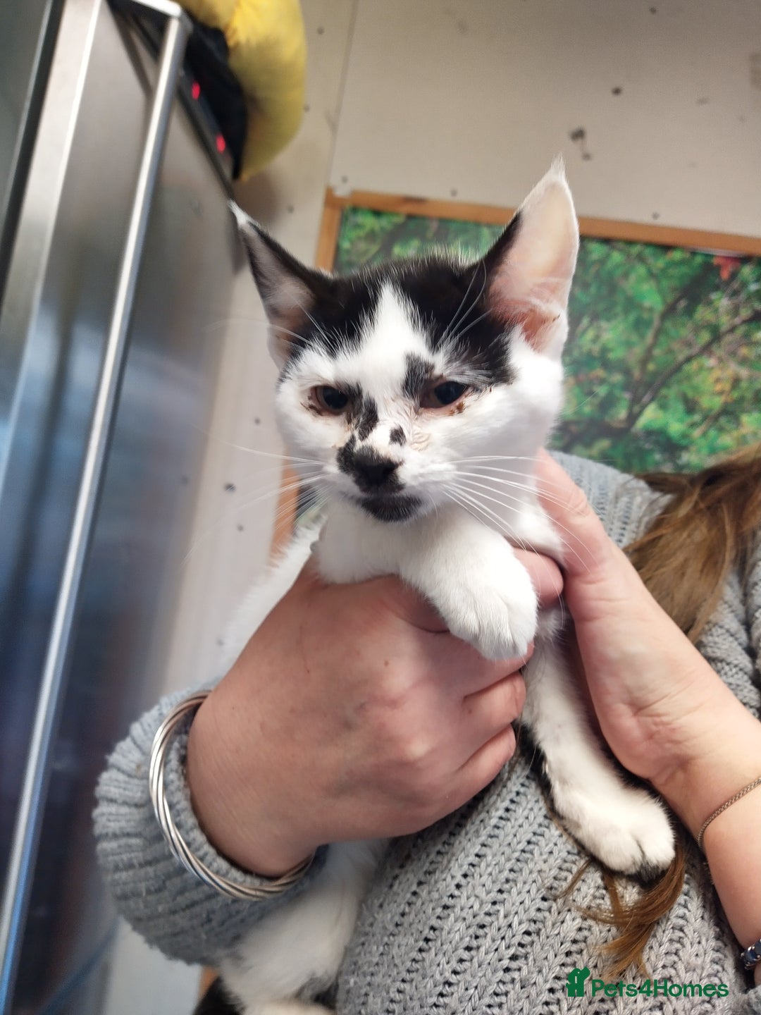 Mixed Breed cats for sale: Fizzys babies - Advert 4