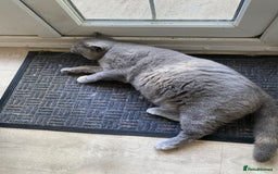 British Shorthair cats for sale: British Shorthair kittens  - Image 3