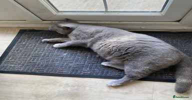 British Shorthair cats - Advert 7