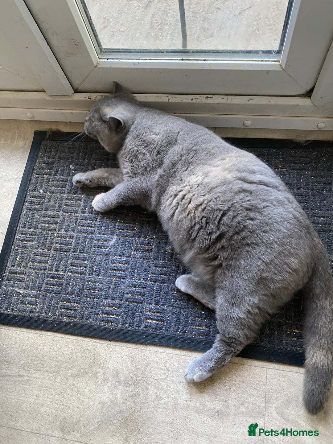 British Shorthair cats for sale: British Shorthair kittens  - Image 3