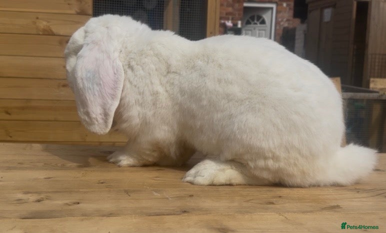 French Lop rabbits for sale: French lop - Advert 3