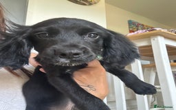 Cocker Spaniel dogs for sale: Cocker Spaniel  - Image 2