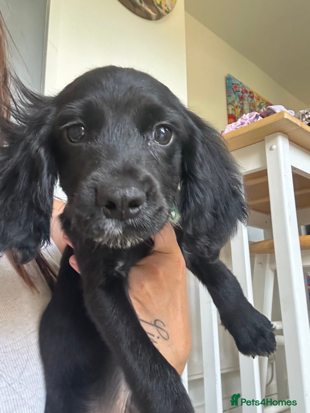 Cocker Spaniel dogs for sale: Cocker Spaniel  - Image 2
