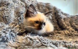 Ragdoll cats for sale: Gorgeous Pedigree Ragdolls  - Image 20